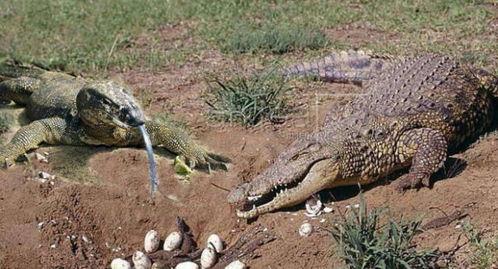 活了100天的鳄鱼,揭秘长寿之谜